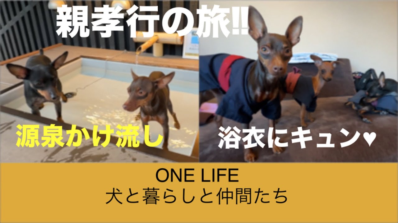 愛犬連れて親孝行旅行‼️【八ヶ岳ワンワンパラダイス】と【小松屋 八の坊】