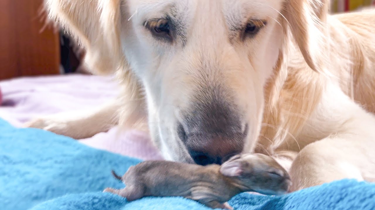 The Funniest and Cutest Golden Retriever Reaction to Baby Bunnies 5 days old