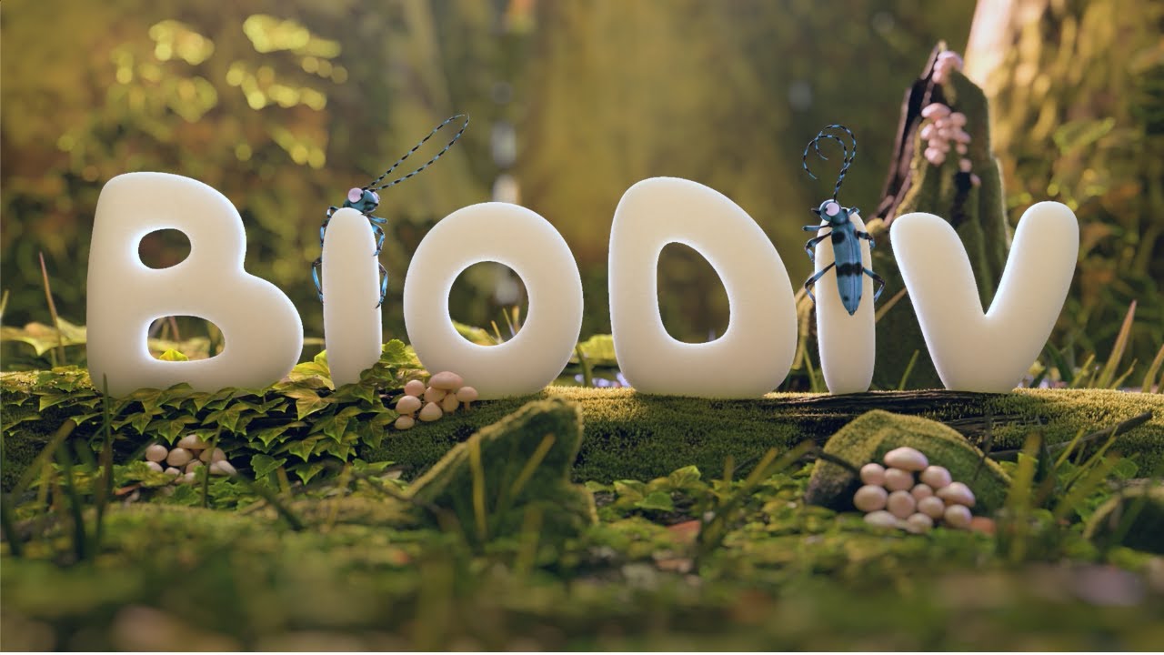 L'IMPORTANCE DU BOIS MORT (CAPSULE 5 - BIODIV)