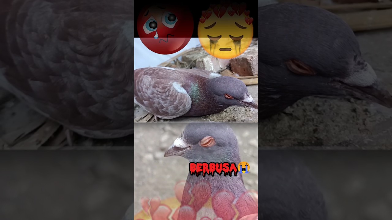 𝙳𝚎𝚝𝚒𝚔 - 𝙳𝚎𝚝𝚒𝚗𝚐 𝚋𝚞𝚛𝚞𝚗𝚐 𝚒𝚗𝚒 sekarat🥺🥺😭😭😭 #viral #merpati #shorts