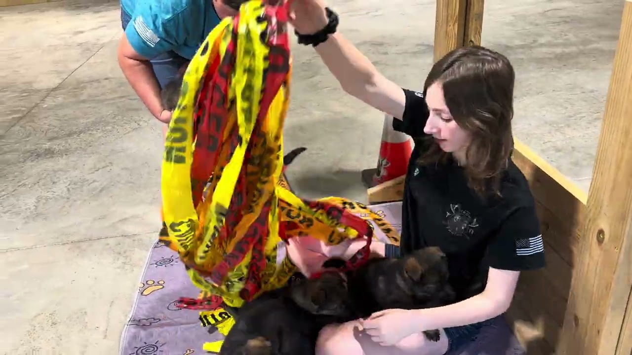 Enrichment and environmental desensitization for Barrage K9’s “A” litter German Shepherd puppies.