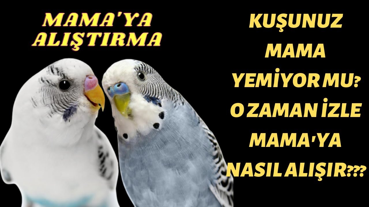 muhabbet kuşu mama ya nasıl alıştırılır, neden mama yemiyor, ne yapmak gerekir???