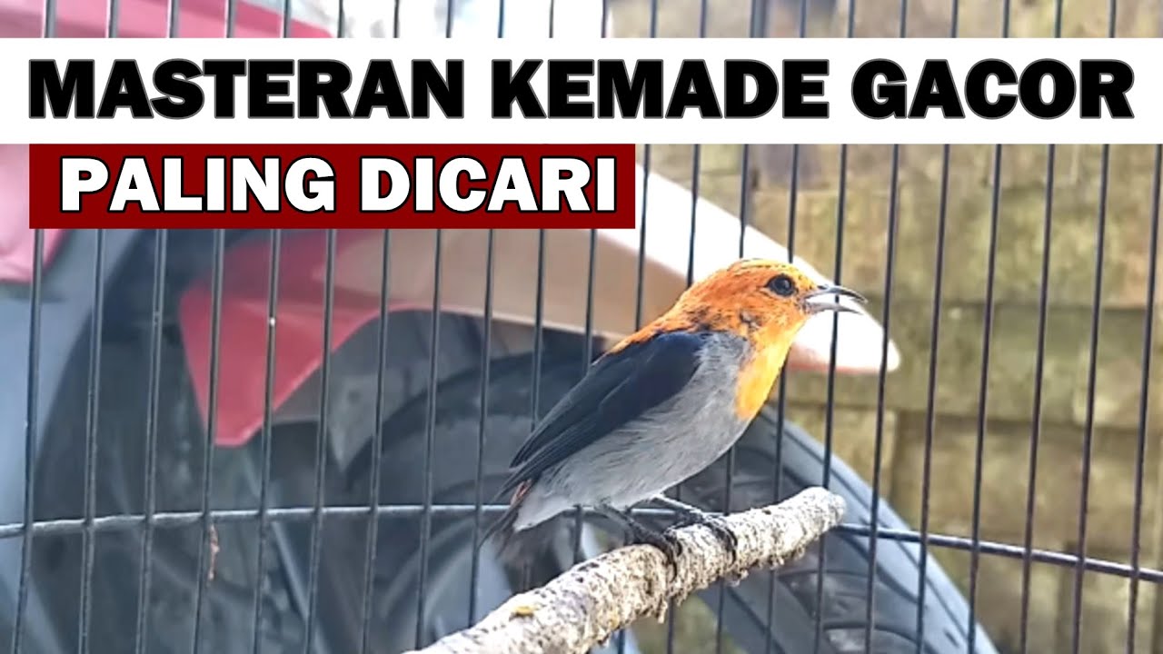 SUARA CIT KERES GACOR NGALAS TEMBAKAN PEDAS ‼️ PIKAT MASTERAN BURUNG CABE KEMADE ENCIT CITBANG AMPUH