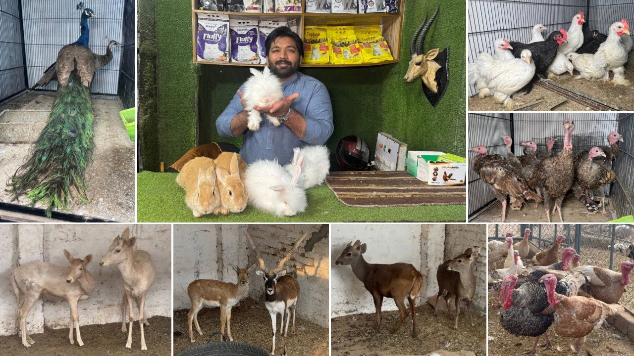 Multan Birds Market Rashadabad Birds Home Shop Latest Update 13 December 2025 |Pakistan Birds Market