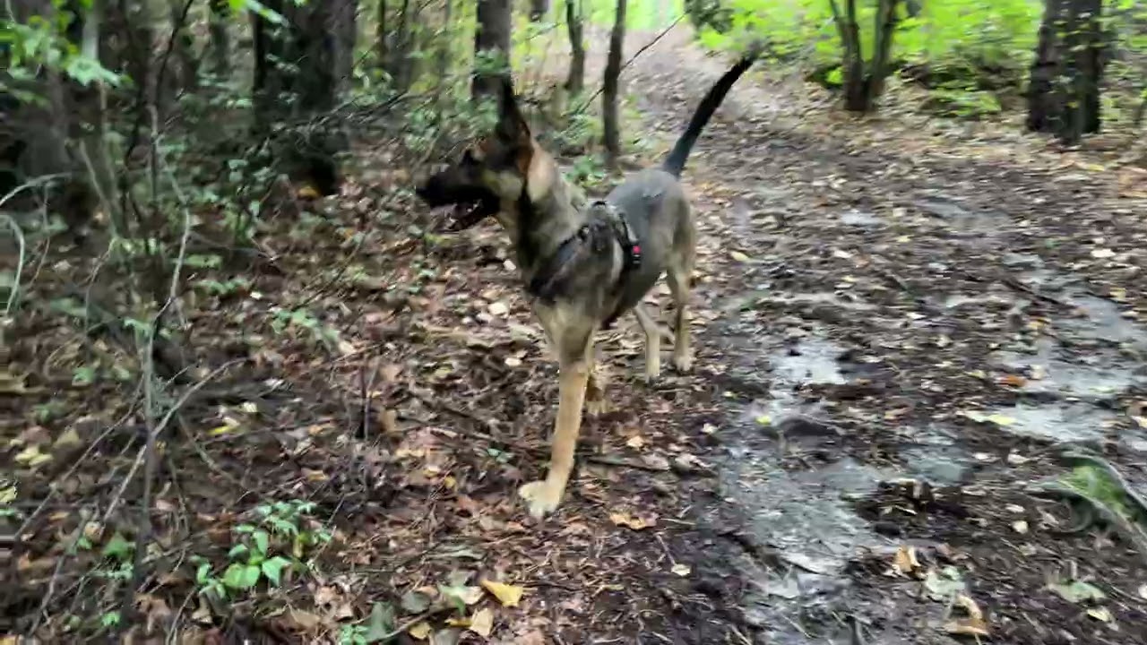 Nike pierwszy spacer bez Smyczy #dogtraining #skałygórzborów-wielbłąd 