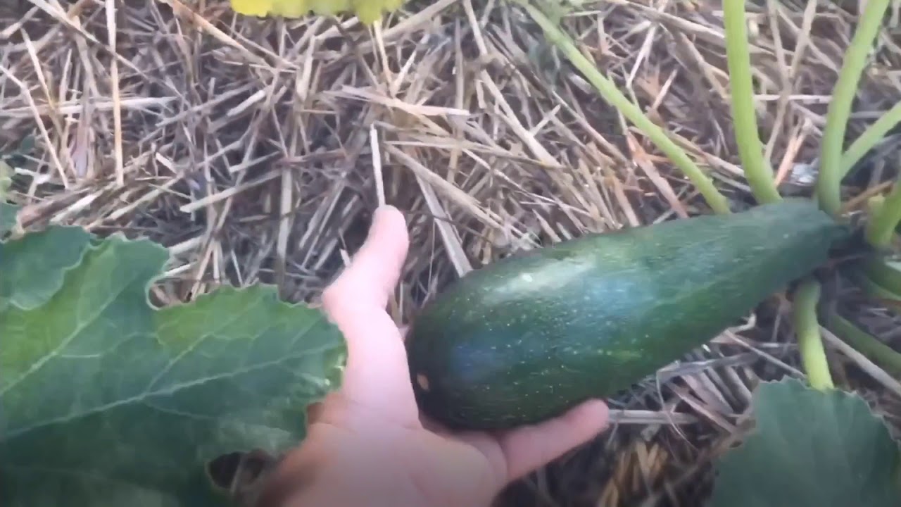 Comment polliniser les courgettes