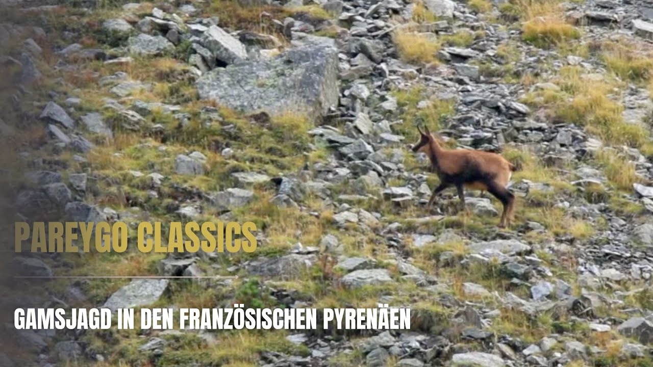 Gamsjagd in den franz&ouml;sischen Pyren&auml;en &ndash; PareyGo Classics