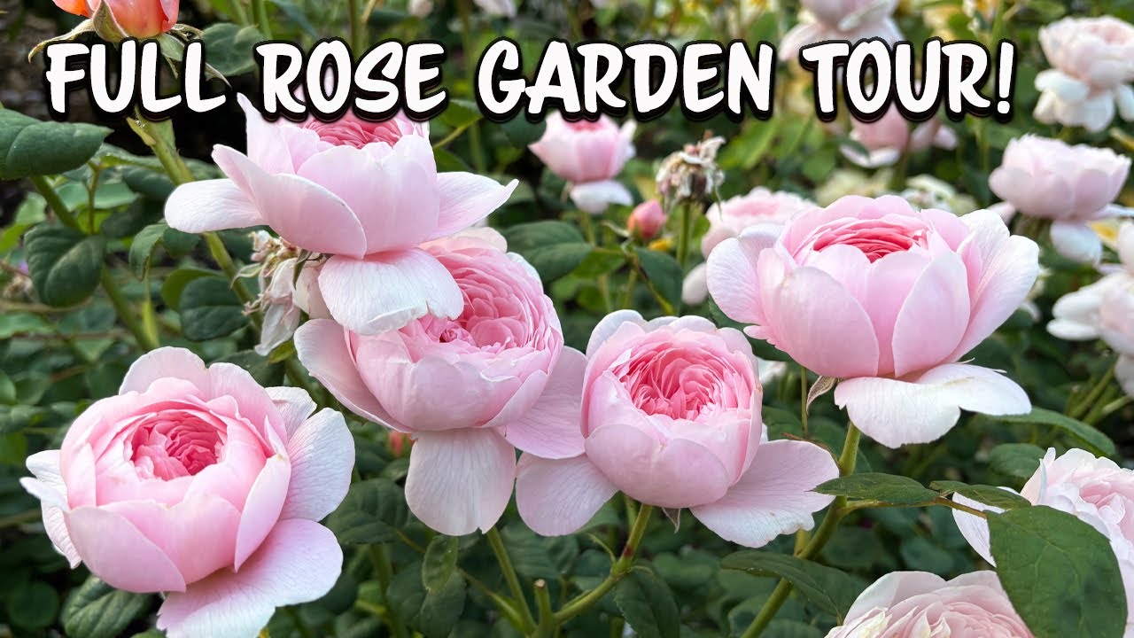 Full Rose Garden Tour!