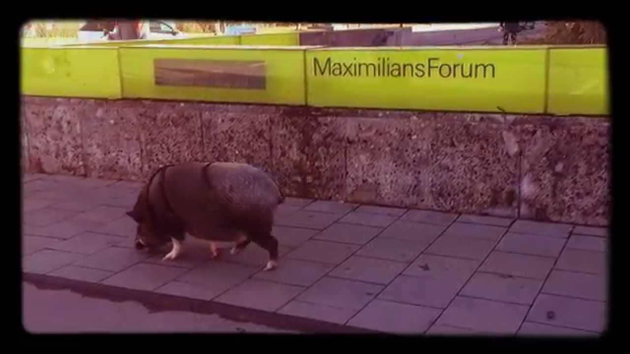 Max in M&uuml;nchen - Besuch am Maximiliansforum