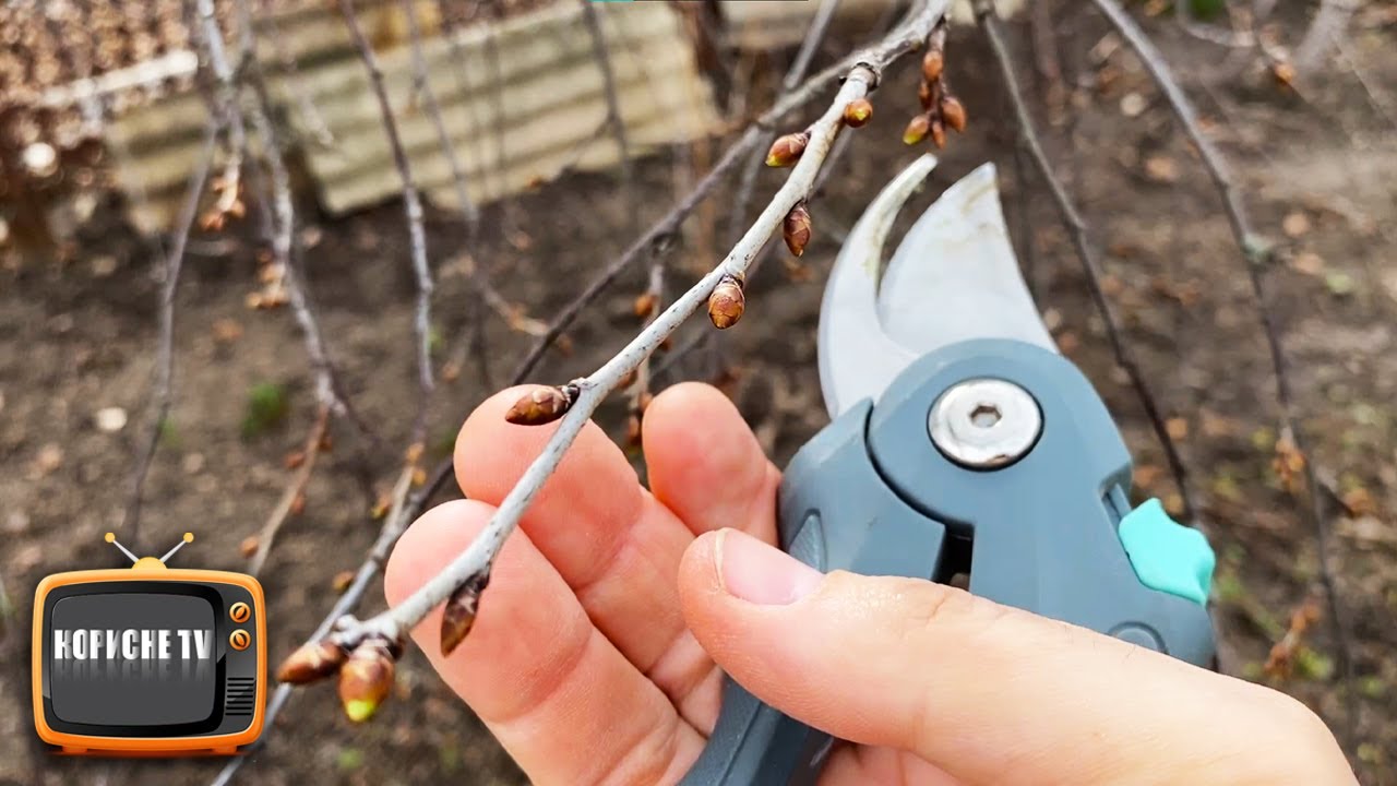 Нікого не слухайте, вишню не обрізають вона і так чудово плодоносить!!!
