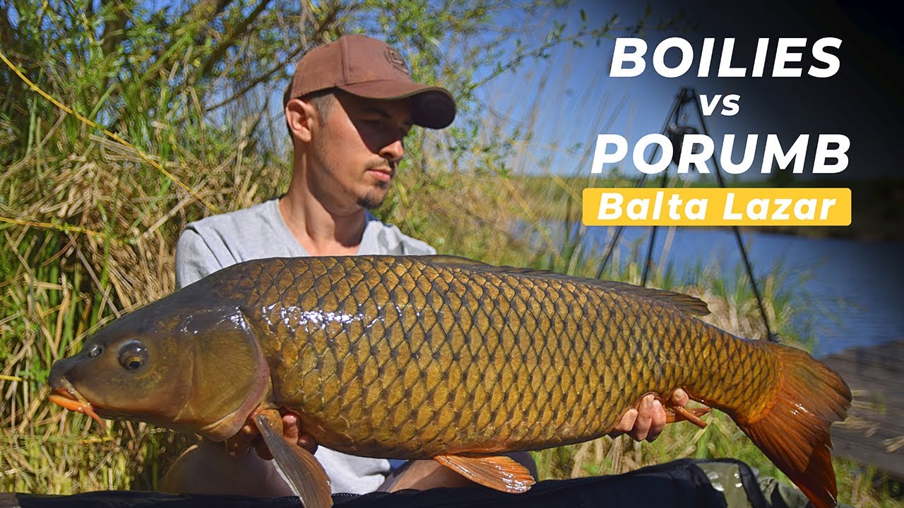 Boilies vs Porumb - Balta Lazar