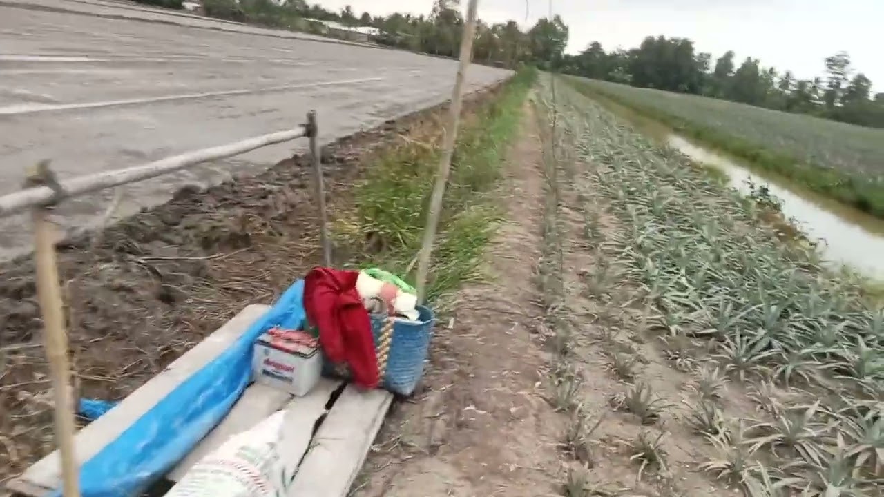 Đam mê đánh chim đêm
