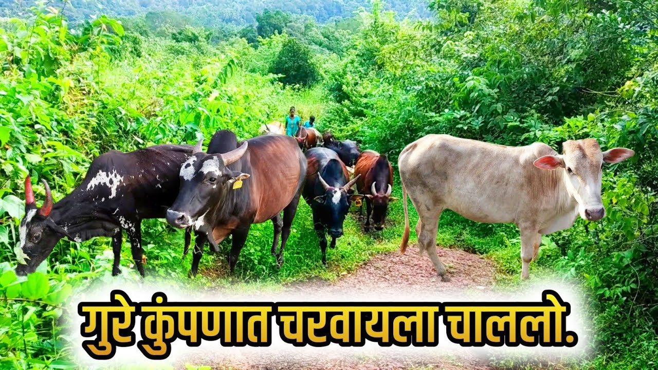 गुरे कुंपणात चरवायला चाललो.🐮😍 || Gure Charayala || Cattle In Konkan Rajapur || Konkan Vlog