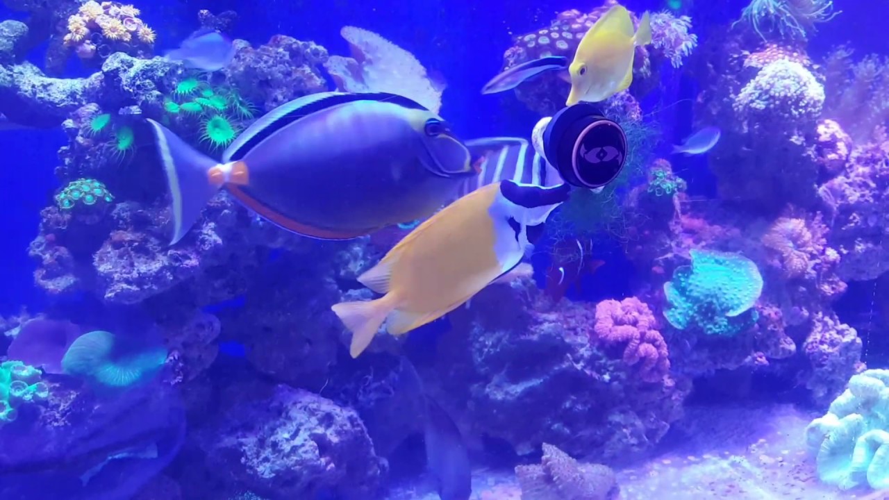 300 gallon LPS dominant
