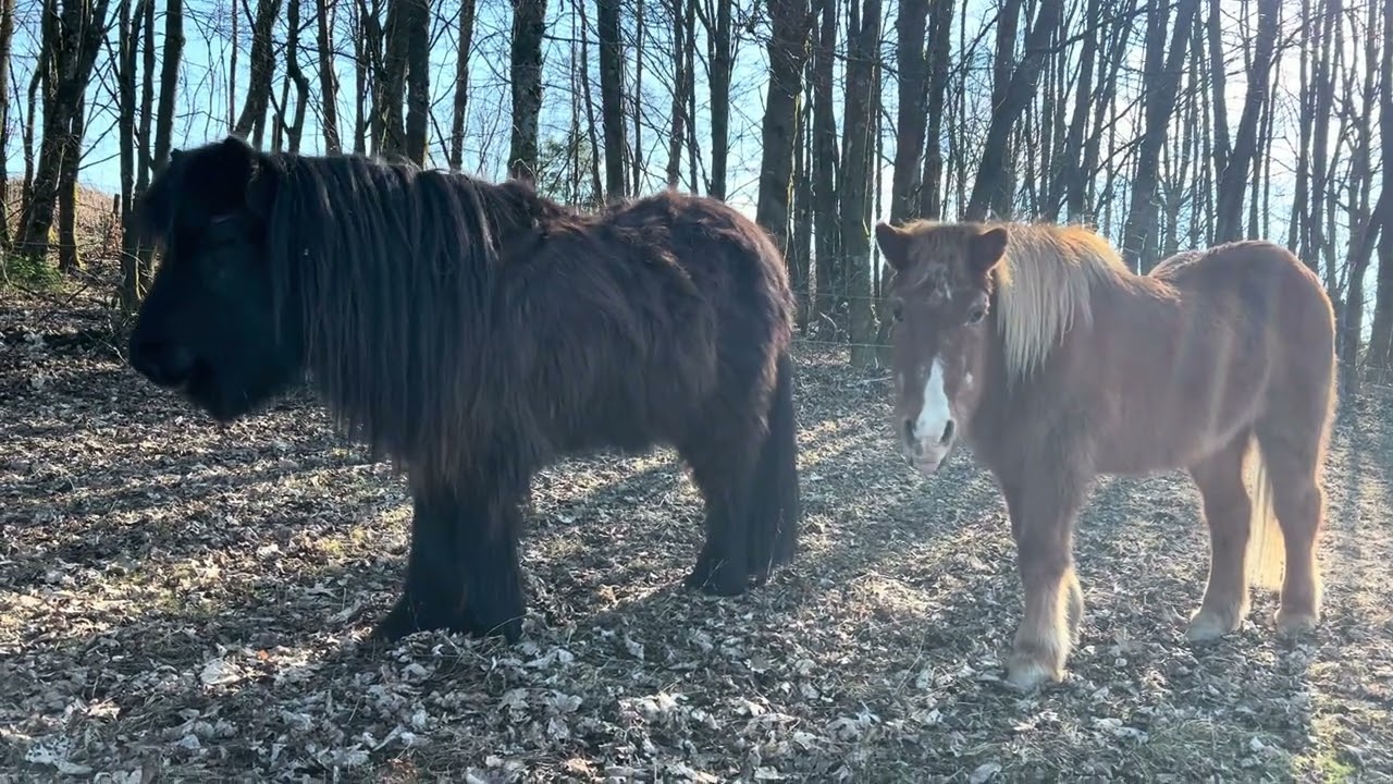 28. Vitur & Nasi at #VillaMirza #icelandichorses #theElders #horses