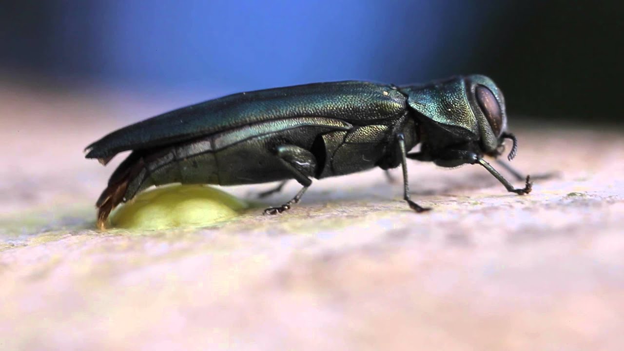 Egg laying Jewel