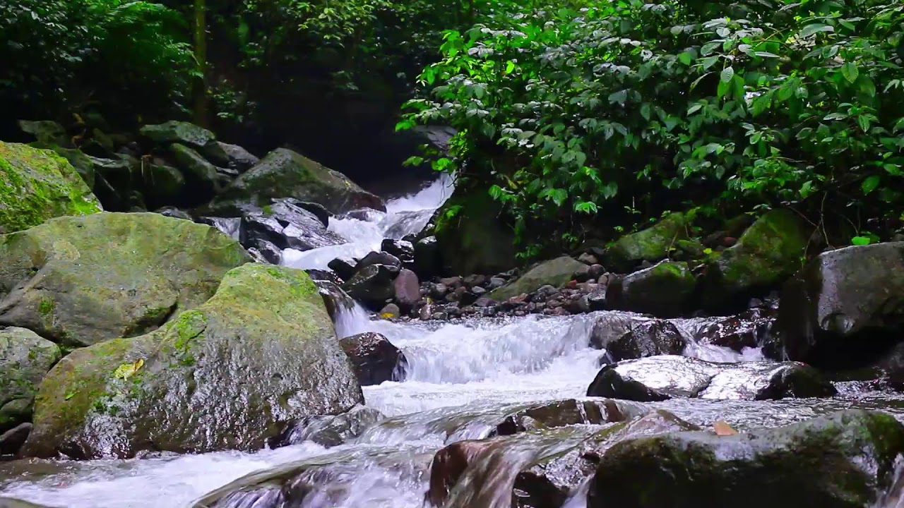 Flowing River Ambience 24/7. Forest Stream. Water Sounds, Sleep Aid.