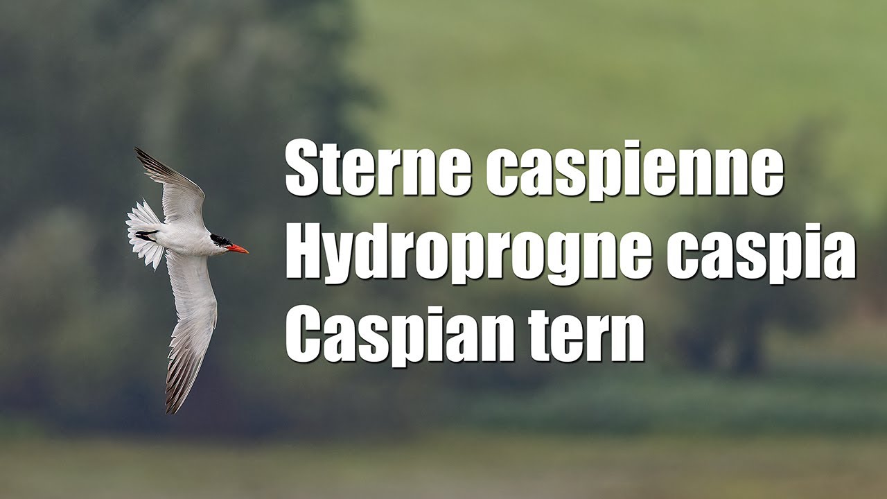 Caspian tern