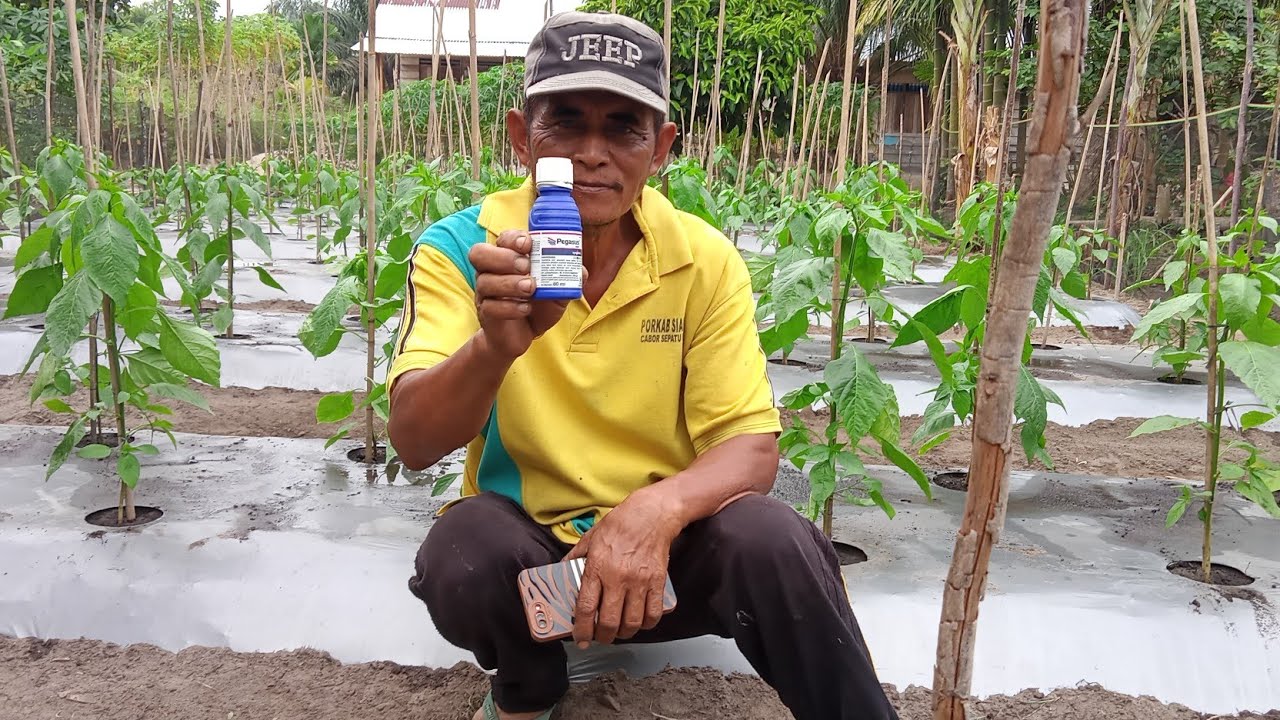 Obat keriting yang ampuh untuk tanaman cabai.