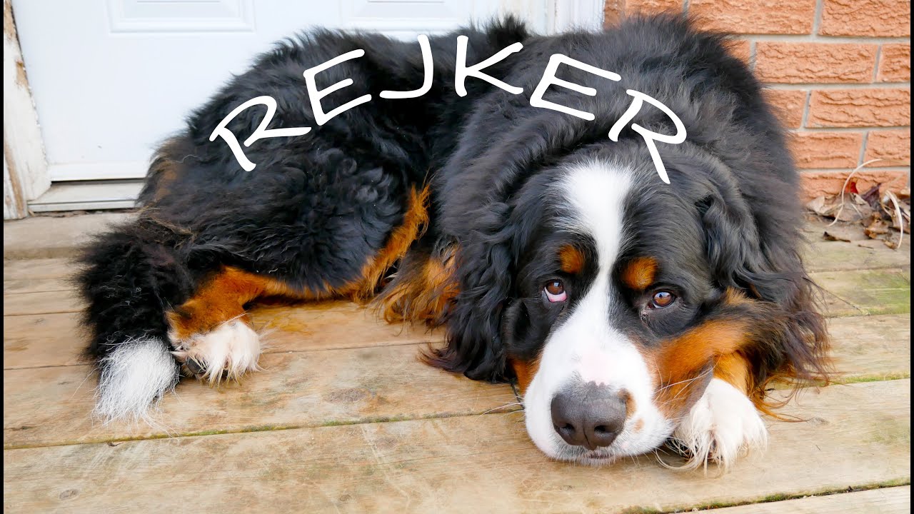 Bernese Mountain Dog Playing In The Snow And Eating Snow | 4K