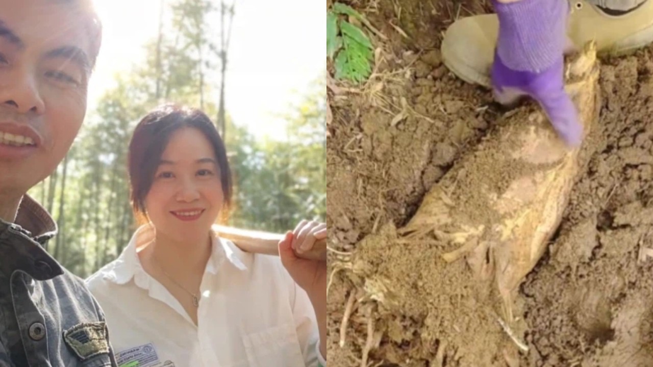 帶美女進深山挖筍，竟真的運氣爆棚，挖到罕見巨物 #挖筍 #巨筍 #沉浸式 #farming #農村生活 #outdoors