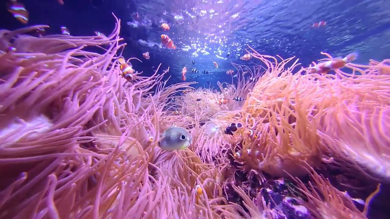 Sea life London aquarium under water 