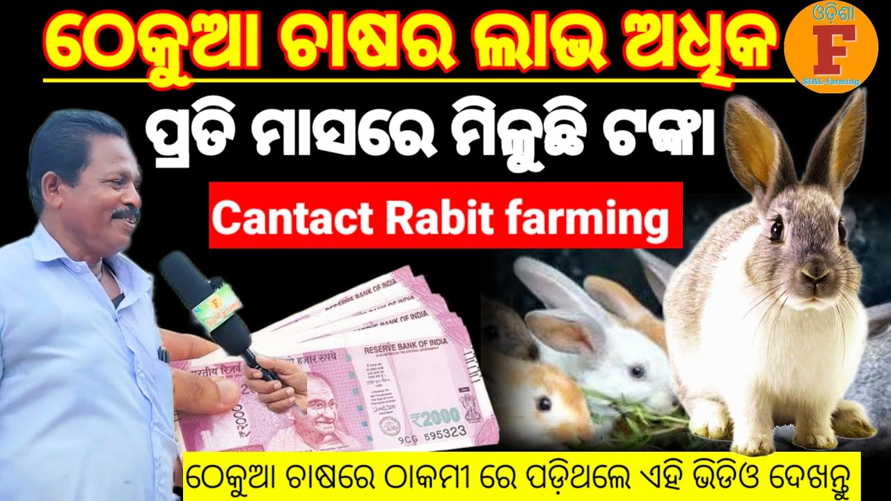 ଠେକୁଆ ଚାଷରେ ପ୍ରତି ମାସରେ ମିଳୁଛି ଲକ୍ଷାଧିକ ଟଙ୍କା/ How to start cantact rabit farming#Rabitfarming#rabit
