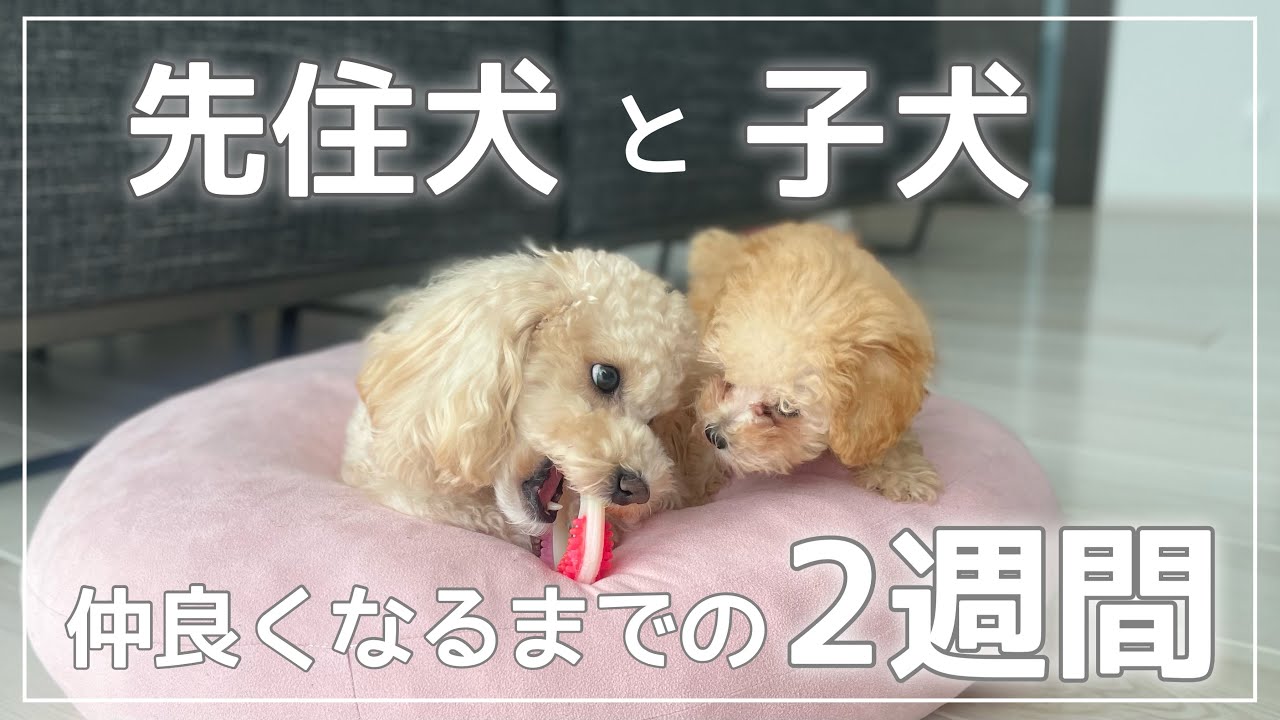 トイプードルの子犬が先住犬と仲良くなるまでの2週間【トイプードル パピー】
