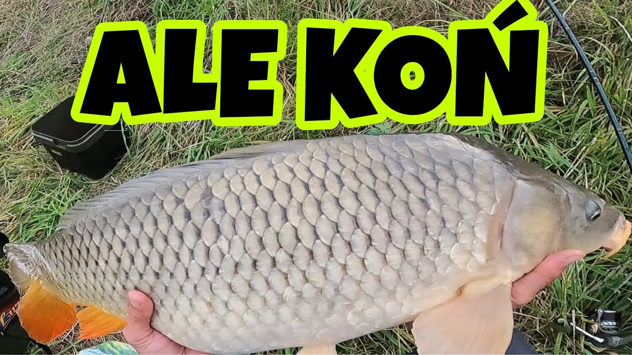 Udało Mi się go ZŁOWIĆ! Piękny KARP PEŁNOŁUSKI. ALE RYBA
