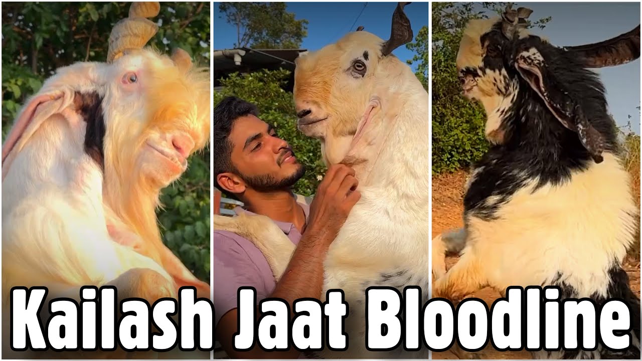 Jaat Bloodline (Sultan E Hind) Goats & Goat Kids at Al Aamir Goat Farm Mangaon Raigad