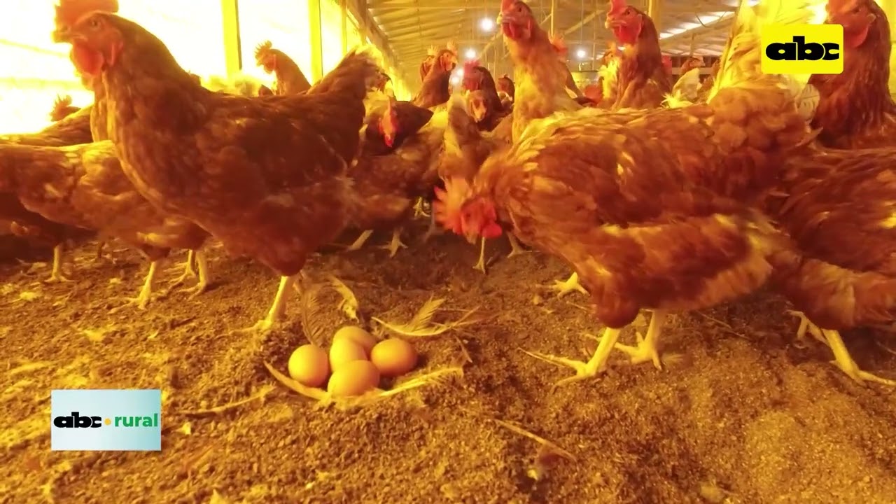 Importancia de las horas luz en la producción de gallinas ponedoras