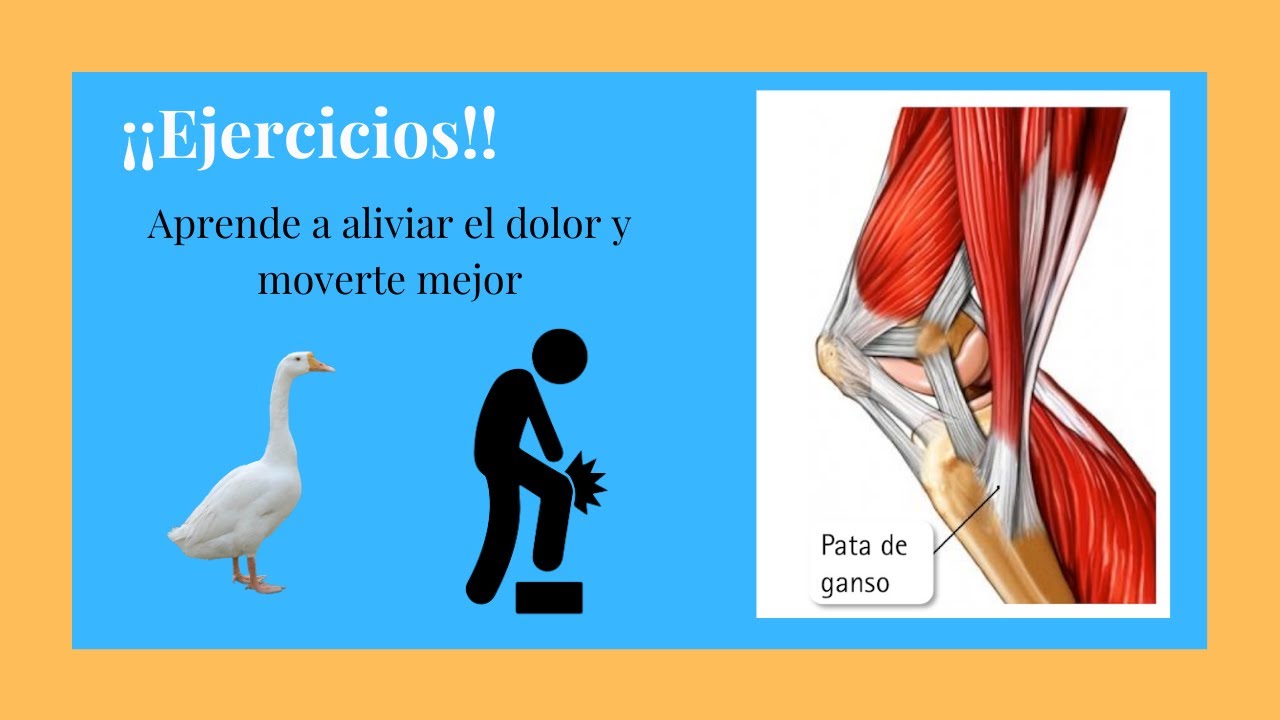 💥 Cómo curar la TENDINITIS de la PATA DE GANSO ] Ejercicios [ 🏋🏾‍♀️