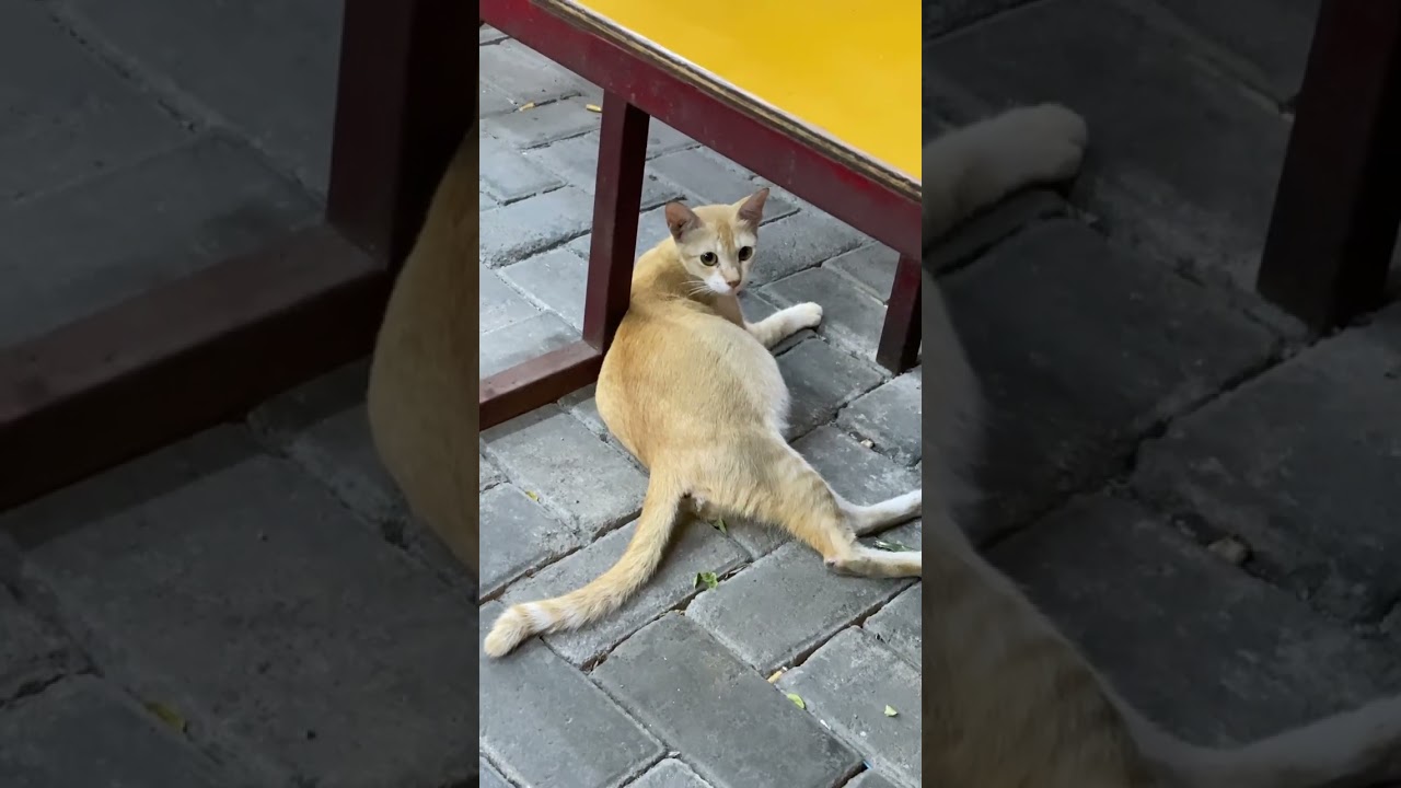 🐾 Pregnant Yellow Cat Relaxing Under the Table | Too Cute! 😻💛