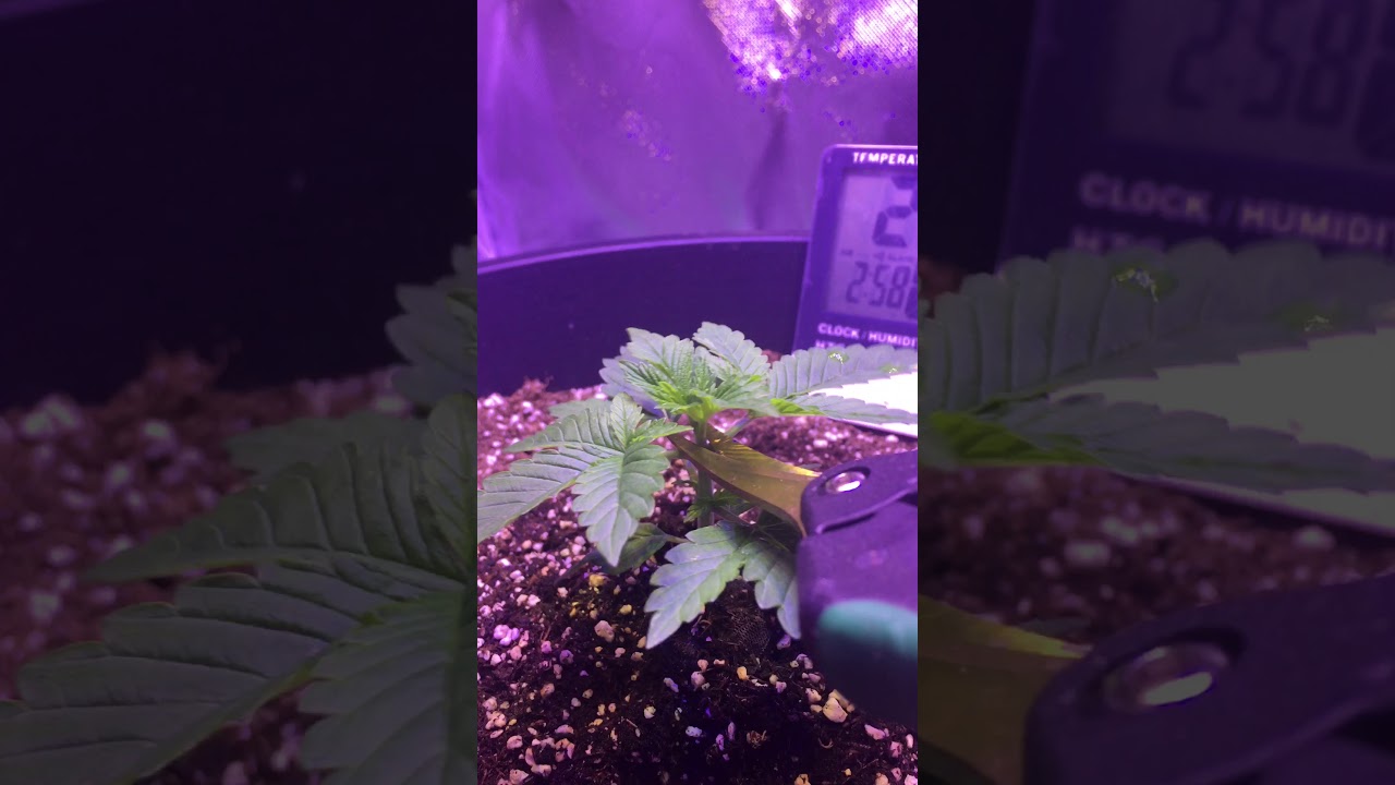 Topping third node. Female Purple kush plant