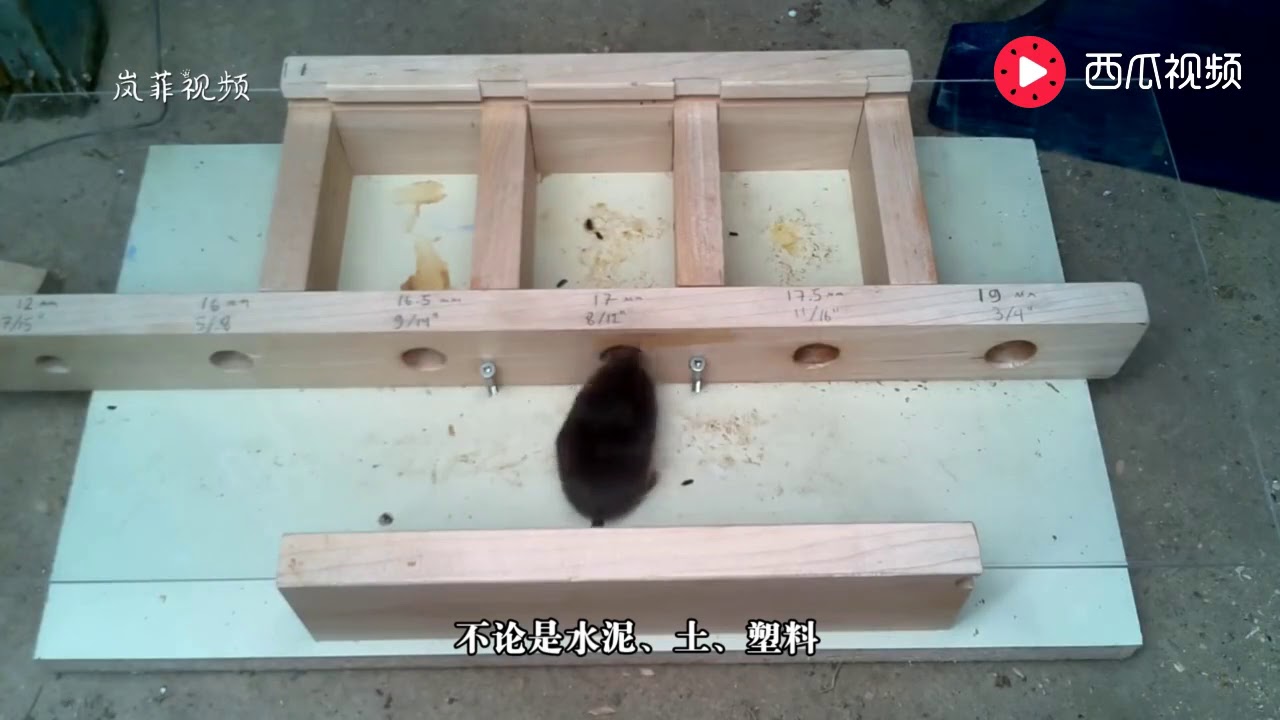 老鼠真会&ldquo;缩骨功&rdquo;小伙用木头打了几个小孔测试，看完吓死人