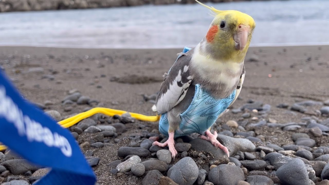 オカメインコぴーちゃん　バードスーツを着て海を観に行きました！