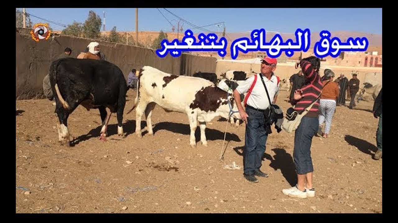 جولة بسوق البهائم بمدينة تنغير tinghir