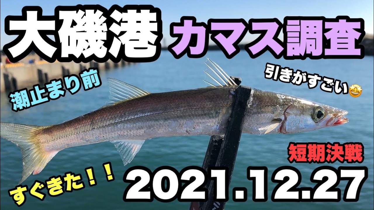 大磯港　カマス調査