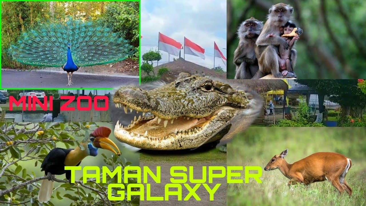 MINI ZOO SUPER GALAXY TEMPUREJO JEMBER