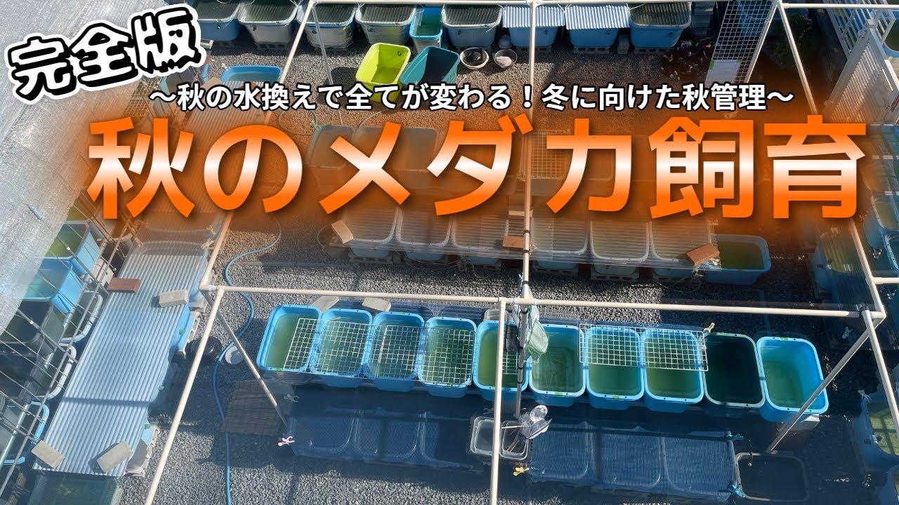 【完全版】秋のメダカ飼育完全ガイド！冬に備える水換え＆秋管理の秘訣