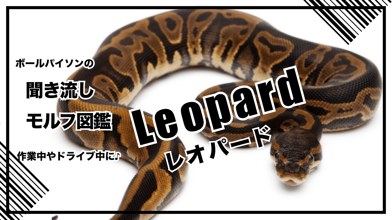 ボールパイソンの聞き流し モルフ図鑑 レオパード Leopard