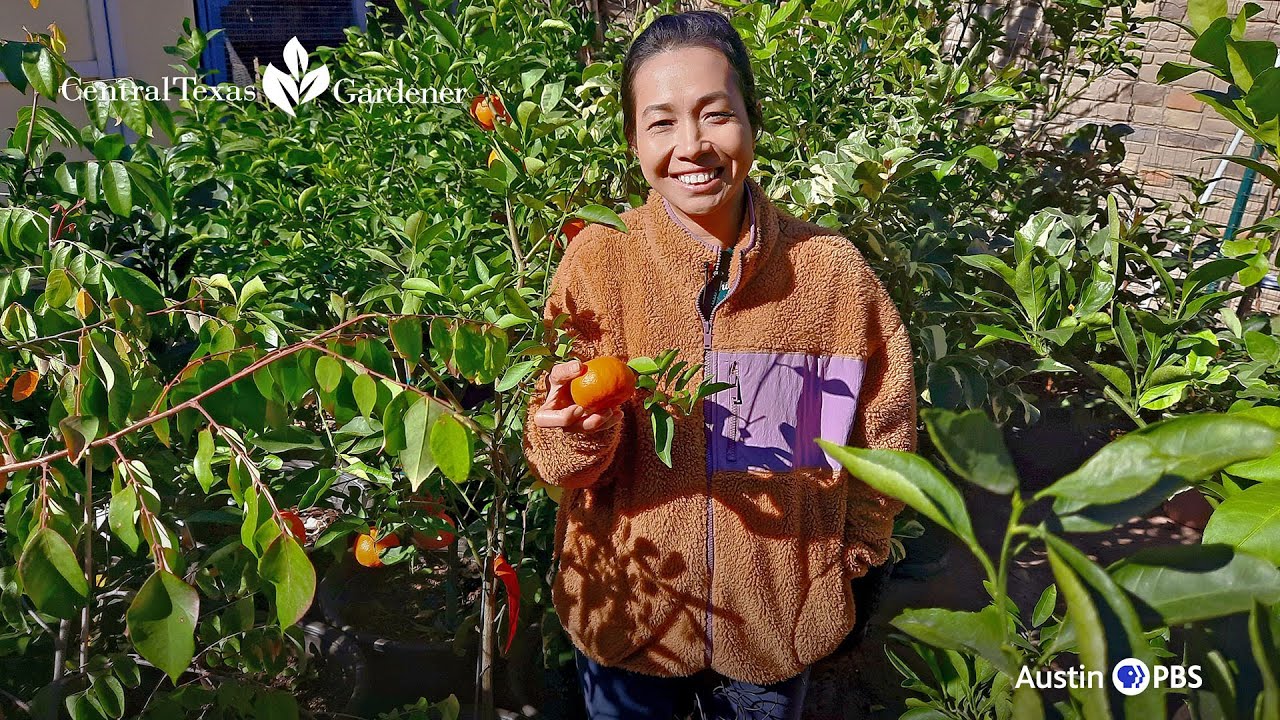 Suburban Backyard Food Forest (in containers): Phố Phạm | Central Texas Garden