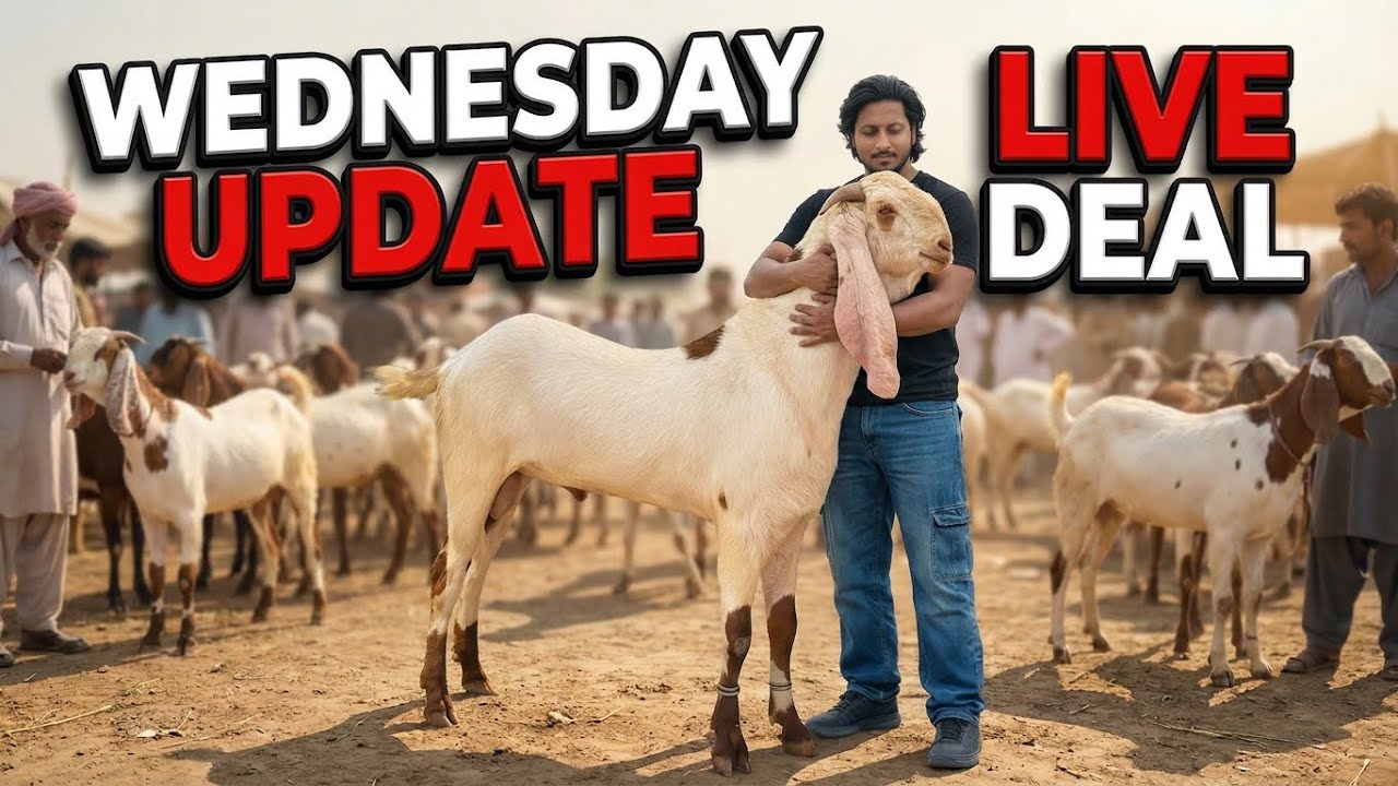 Wednesday Update Live Deal Lahore Mandi Desi Chatre Rajanpuri Makhi Chena Bakra Qurbani 2026