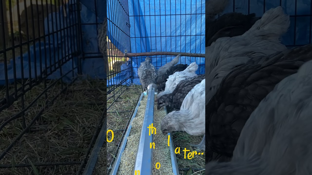These chicks are growing so fast.  #chicken #homestead #orpington #australorp #diy