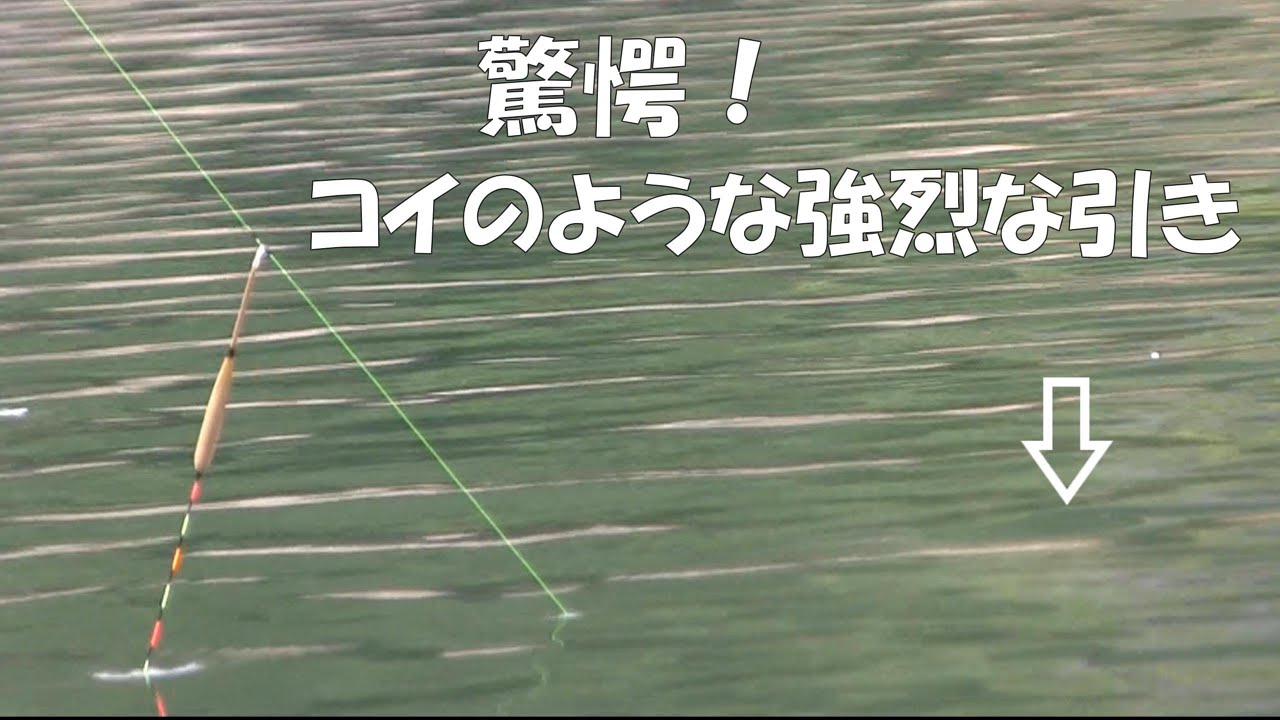 ６分オーバーの死闘！？ こんな引きの強いヘラブナ初めてです［九頭竜ダム編７］