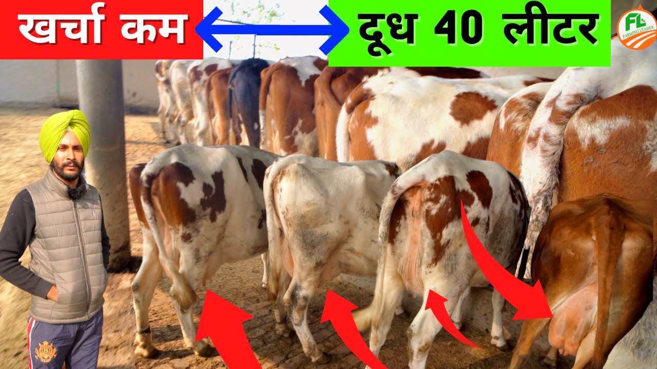 खर्चा कम दूध ज़्यादा आयरशायर गाय 🐄😱 || Ayrshire cow in india || Farming Leader