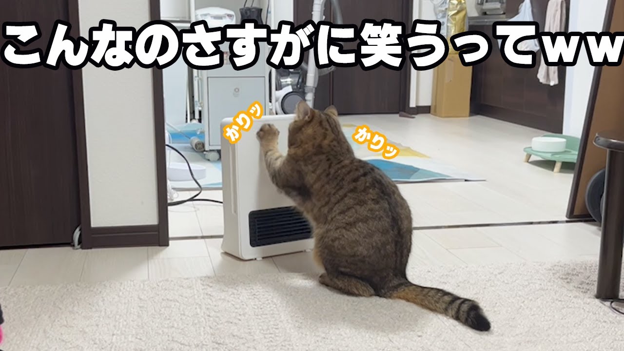 ストーブを消された猫の必死過ぎるアピールが草