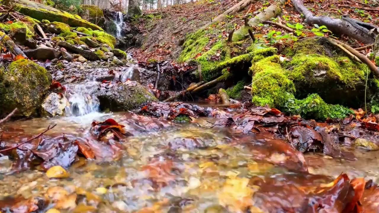 Nature voice #natureaudio 😴
