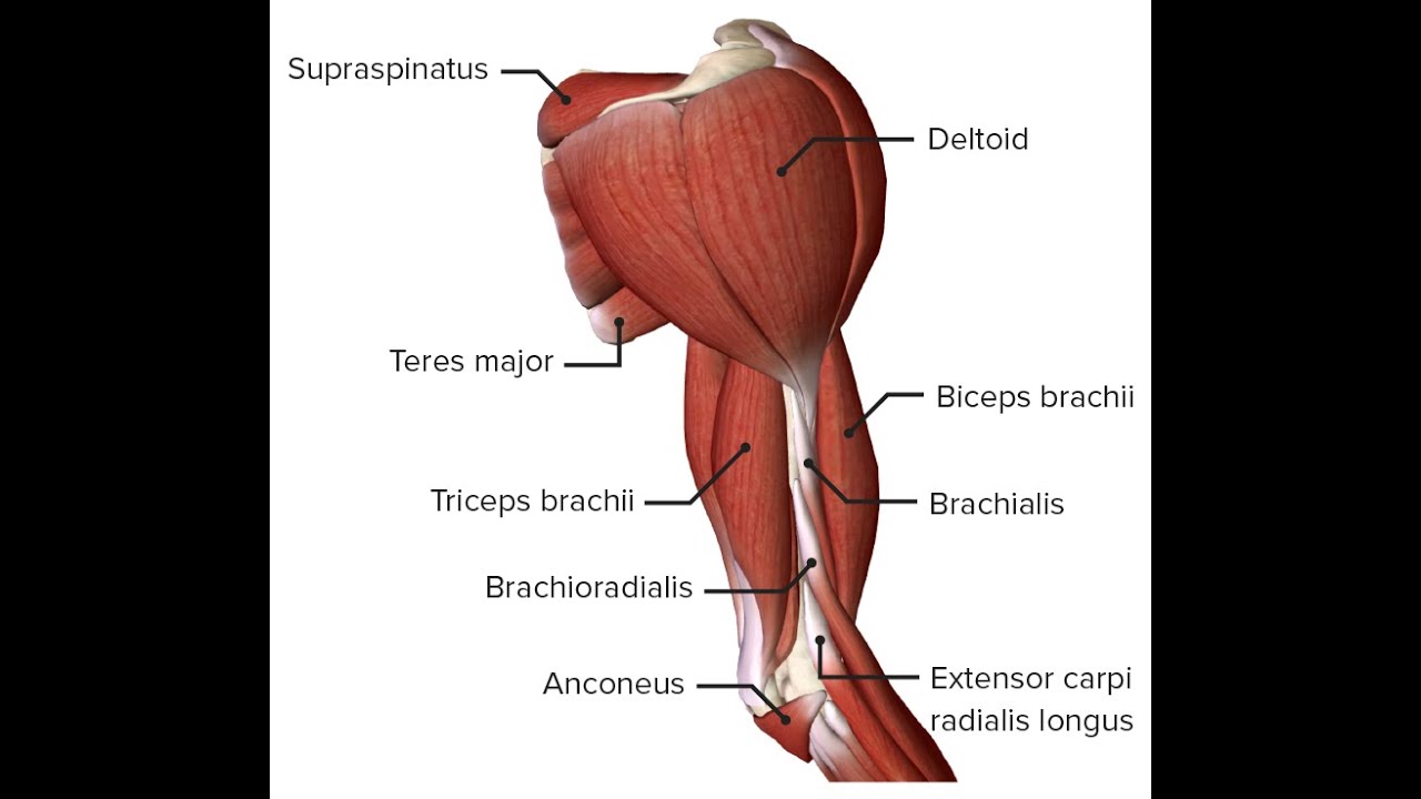 Upper Limb Muscle Group Anatomy (MRCEM Primary)
