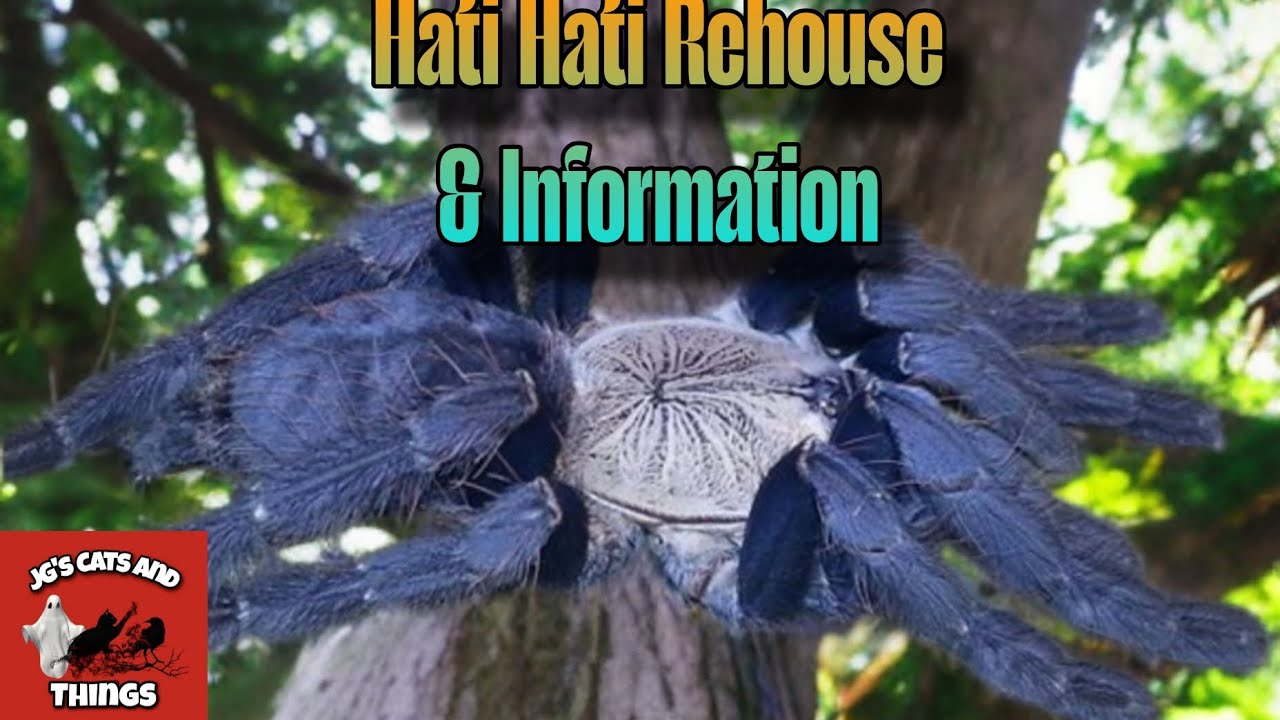 Hati Hati Rehouse & Information 